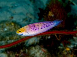 Foto Ikan Wakanda yang Sungguhan Ada