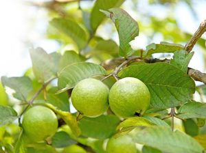 Peneliti Ungkap Khasiat Daun Jambu Biji untuk Perawatan Rambut