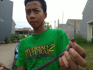 Satu Ular Kobra di Perumahan Citayam Bogor Ditemukan Seorang Bocah