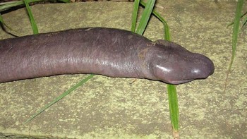 Di Amazon, Brasil ada hewan amfibi yang mirip penis, namanya Manaconda (Atrechoana eiselti). Hewan ini buta, namun predator. Manaconda bisa tumbuh sampai 1 meter dan tinggal di dasar sungai berlumpur. Manaconda masuk daftar hewan langka yang terancam punah Red List IUCN. (Twitter)