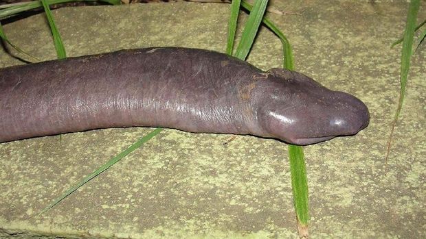 Ikan Penis dan 4 Hewan Lain Berwujud Alat Kelamin Pria