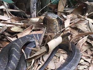 Lagi, Warga Temukan Induk Kobra dan 44 Telur di Tabanan Bali