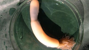 Cacing penis atau Priapulida adalah keluarga besar cacing yang bentuknya mirip alat kelamin. Cacing ini tinggal di endapan lumpur. Dia menggunakan tubuhnya yang licin dan silindris untuk menggali tanah. Salah satu habitatnya di Alaska (BBC)