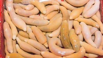 Ikan penis (Urechis unicinctus) ada di Asia Timur dan pesisir barat Amerika Serikat. Ikan ini jadi makanan favorit di China dan Korea. Ikan penis mencari mangsa plankton dengan menggali terowongan berbentuk U dan mengeluarkan cairan lengket. (iStock)