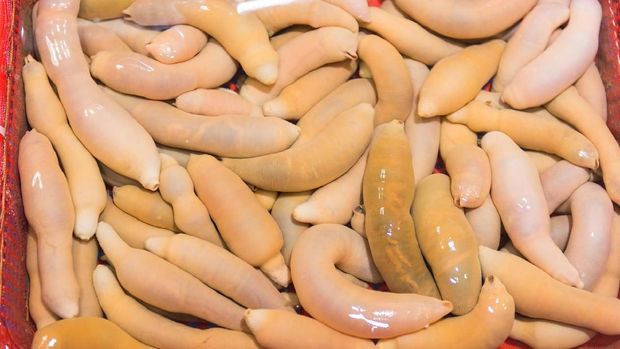 Aneka hewan yang mirip penis. Ikan penis (Urechis unicinctus)