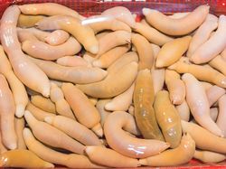 Foto Aneka Hewan yang Mirip Alat Kelamin Pria