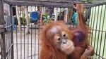 Kasihan! Anak Orang Utan Ini Ditemukan Lemas di Pekanbaru