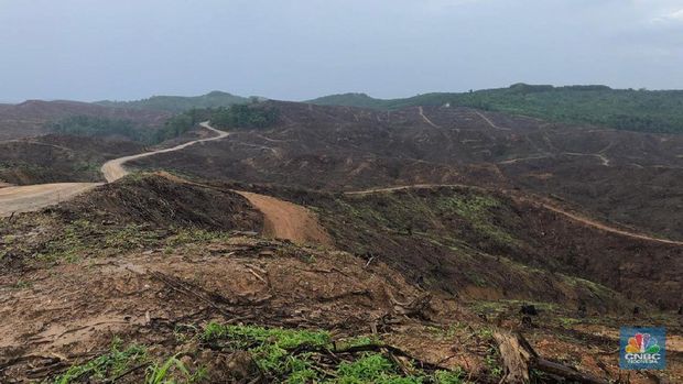 Sebagian lahan ibu kota baru di kecamatan Sepaku, Kabupaten Penajam. (CNBC Indonesia/Chandra Gian Asmara)
