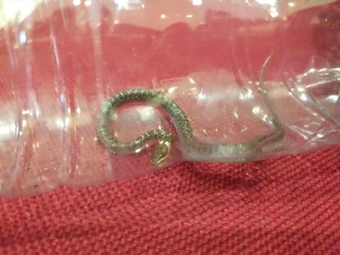 Anak kobra ditangkap damkar