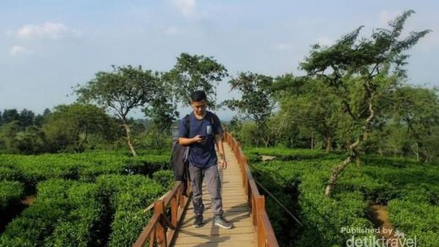 Kebun Teh Lawang Malang