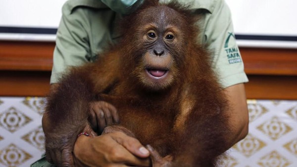 Orang Utan yang Gagal Diselundupkan WNA Direhabilitasi di Medan