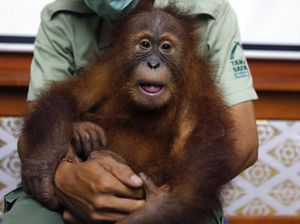 Orang Utan yang Gagal Diselundupkan WNA Direhabilitasi di Medan
