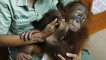 Orang Utan yang Gagal Diselundupkan WNA Direhabilitasi di Medan