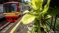 Tanaman-tanaman hijau itu juga sengaja diletakkan untuk mempercantik stasiun.