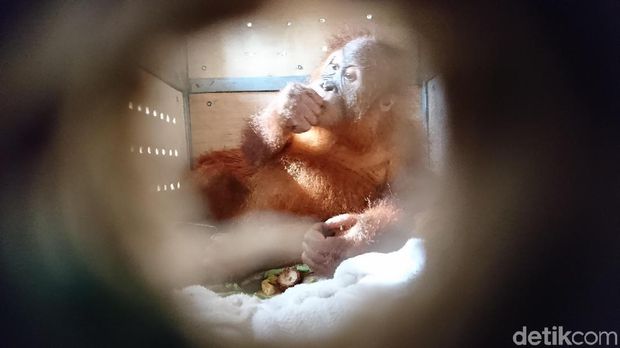 Orang utan Bon Bon yang diselundupkan WN Rusia tiba di Medan