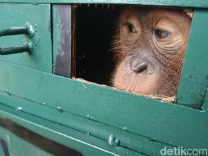 Orang Utan Bon Bon yang Diselundupkan WN Rusia Tiba di Medan