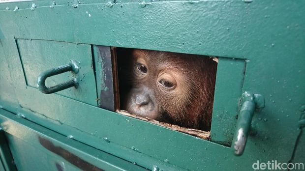 Orang utan Bon Bon yang diselundupkan WN Rusia tiba di Medan