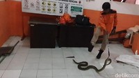 Sementara itu, Adi, petugas BPBD yang mengevakuasi dua ular itu menyebut ular yang kini diamankan di kantor BPBD merupakan ular liar bukan lepas dari kandang. Hal ini bisa dilihat dari kondisi ular yang ganas saat akan dievakuasi. Saat dilepas dari dalam karung, kedua ekor ular itu memang terlihat lincah merayap di lantai kantor Damkar BPBD Kota Sukabumi. Beberapa kali ular bertubuh besar itu membelit tangan petugas.