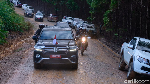 Jokowi Tinjau Ibu Kota Baru Naik Land Cruiser