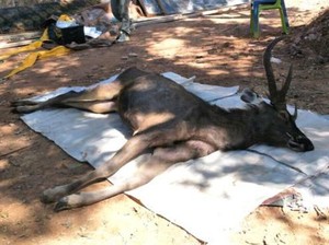 Miris, Rusa Mati Usai Makan Celana Dalam