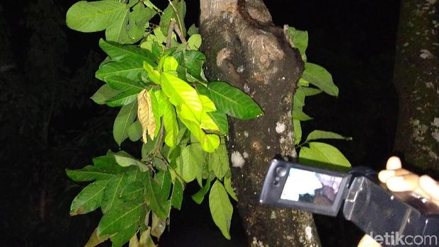 Pohon 'menangis' di Pekalongan.