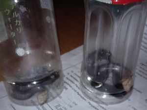 Ramai Teror Ular Kobra, Dokter Imbau Jangan Mudah Percaya Hoax Antivenom