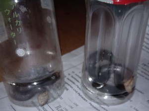 Ramai Teror Ular Kobra, Dokter Imbau Jangan Mudah Percaya Hoax Antivenom