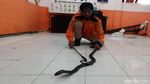 Ngeri! Ular Sanca dan Kobra Diamankan di Sukabumi