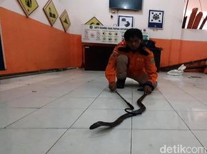 Saran Dinkes Kota Depok Agar Ular Kobra Tak Masuk Rumah