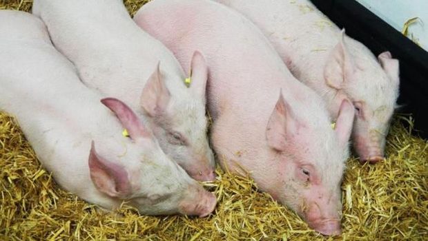 Australia Minta Warganya Yang ke Indonesia Untuk Tak Bawa Pulang Produk Babi