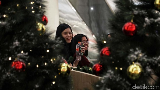 Ternyata Ada 3 Jenis Pohon Cemara untuk Rayakan Natal, Ini Perbedaannya