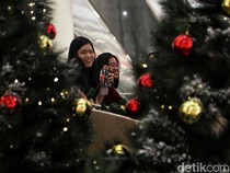 Ternyata Ada 3 Jenis Pohon Cemara untuk Rayakan Natal, Ini Perbedaannya