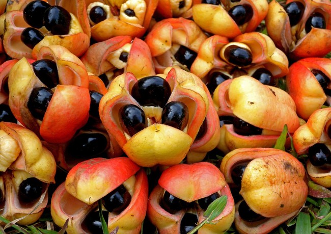 Fakta Unik Buah Ackee yang Beracun Tapi Jadi Makanan Pokok