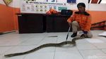 Ngeri! Ular Sanca dan Kobra Diamankan di Sukabumi
