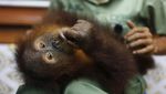 Orang Utan yang Gagal Diselundupkan WNA Direhabilitasi di Medan