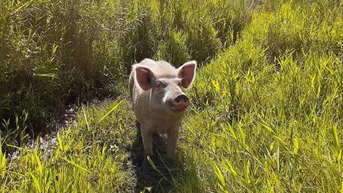 Babi di Papua