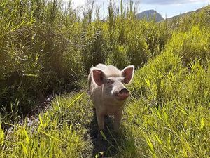 Orang Jawa Bajak Sawah Pakai Sapi, di Papua Pakai Babi