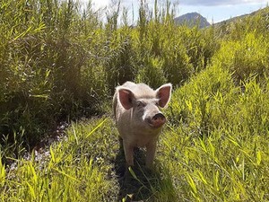 Bukan Babi Ngepet, Ini Babi Pembajak Sawah dari Papua
