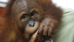 Orang Utan yang Gagal Diselundupkan WNA Direhabilitasi di Medan