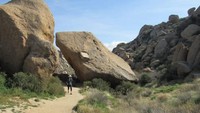 Gurun juga tak selamanya diaosiasikan dengan pasir, misalnya di Gurun Sonoran Arizona kamu bisa melihat berbagai tanaman dan hewan-hewan endemik seperti roadrunner hingga zebra (CNN)