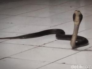 Jangan Dikucek! Ini Pertolongan Jika Semburan Bisa Ular Kobra Kena Mata