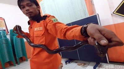 Ngeri! Ular Sanca dan Kobra Diamankan di Sukabumi