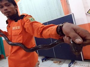 Ngeri! Ular Sanca dan Kobra Diamankan di Sukabumi