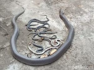 Ngeri! 15 Ular Kobra Ditemukan Lagi di Plosowangi Klaten