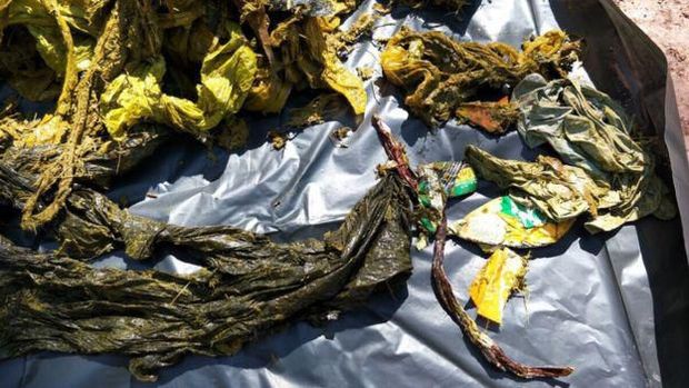 Miris, Rusa Mati Karena Makan Celana Dalam Sampai Plastik