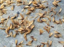 7 Cara Mengusir Laron di Rumah Tanpa Mematikan Lampu, Dijamin Efektif!