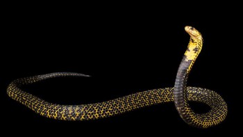 Kobra Filipina (Naja philippinensis) biasa disebut Ulupong dalam bahasa lokal. Kobra Filipina  biasanya hidup di dataran rendah dan daerah berhutan wilayah Filipina Utara, Pulau Luzon, Mindoro, Catanduanes, Azria dan Masbate. Ia masuk 5 besar kobra paling berbisa. (iStock)