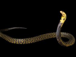 Potret 10 Jenis Kobra Paling Berbahaya di Dunia