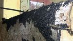 Ngeri..Jutaan Lembing Hitam Serbu Rumah Warga di Purwakarta