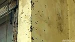 Ngeri..Jutaan Lembing Hitam Serbu Rumah Warga di Purwakarta